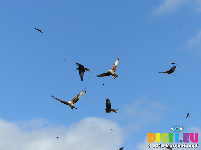 FZ023355 Red kites (Milvus milvus)